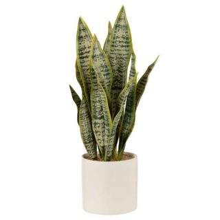 Plante Artificielle en Pot  Sansevieria  49cm Vert