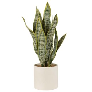 J-line Plante Artificielle en Pot Sansevieria 60cm