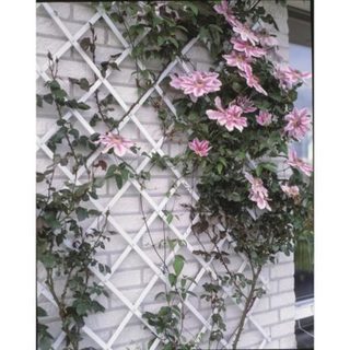 Nature Treillis extensible plastique blanc - 50x150cm