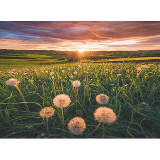 -puzzle 500 Pieces-pissenlits Au Crépuscule-des 12 Ans-puzzle De Qualité Supérieure-12000592