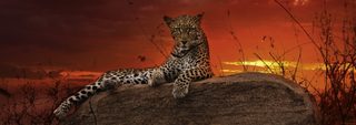 Heye Puzzle Red Dawn 2000 Panorama