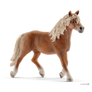 Étalon Haflinger