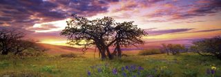 Heye Puzzle Oak Tree 2000 Panorama