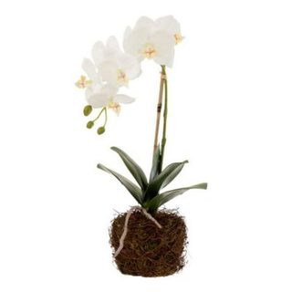 Fleur Artificielle Déco "Orchidée en Terre" 40cm Blanc