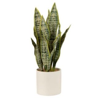 Plante Artificielle en Pot "Sansevieria" 49cm Vert