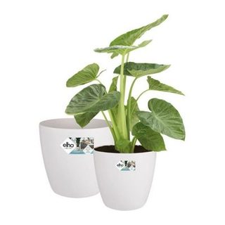 ELHO - Pot Et Jardiniere - 8711904540319