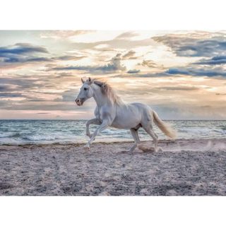 Puzzle 500 pièces : Cheval sur la plage - Ravensburger - France
