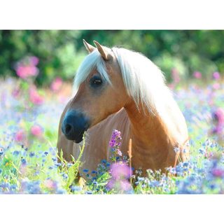 Ravensburger Puzzle 300 P Xxl - Cheval Dans La Prairie
