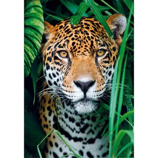 Clementoni Compact 500 pieces - Jaguar in the jungle