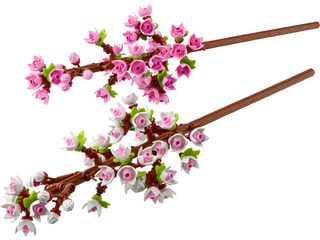 Les fleurs de cerisier