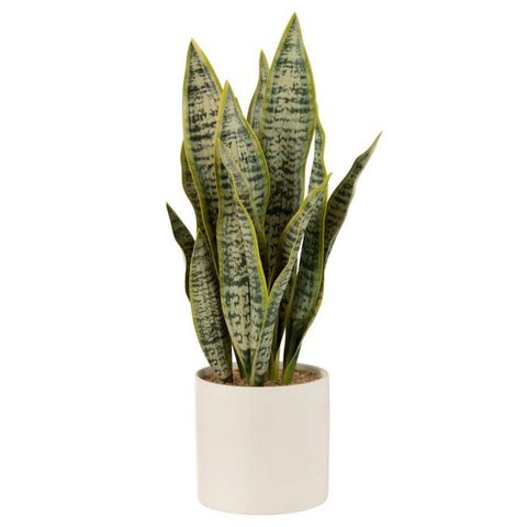J-line Plante Artificielle en Pot Sansevieria 49cm
