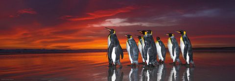 Heye Puzzle Panorama Pingouins 1000 Pièces Puzzle Animaux